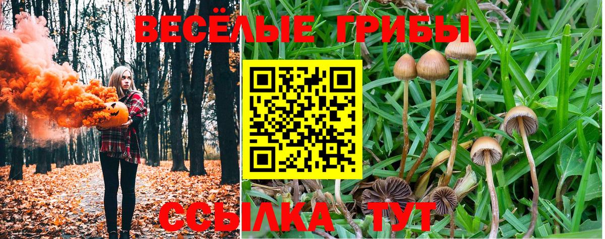 Галлюциногенные грибы Psilocybine cubensis Фрязино